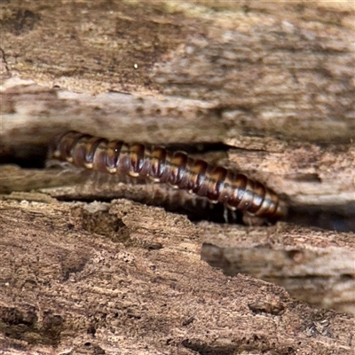Paradoxosomatidae sp. (family) at Bruce, ACT - 30 Sep 2025 by Hejor1