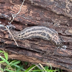 Limax maximus (Leopard Slug, Great Grey Slug) at Bruce, ACT - 30 Sep 2025 by Hejor1