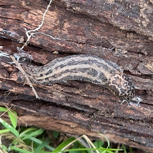 Limax maximus (Leopard Slug, Great Grey Slug) at Bruce, ACT - 30 Sep 2025 by Hejor1