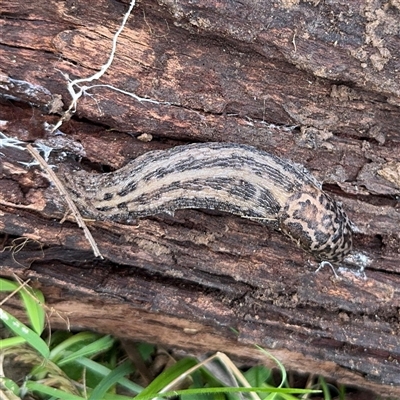 Limax maximus (Leopard Slug, Great Grey Slug) at Bruce, ACT - 30 Sep 2025 by Hejor1