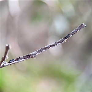 Tettigoniidae (family) at Bruce, ACT - 30 Sep 2025 by Hejor1