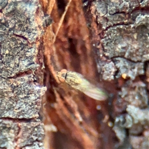 Dolichopodidae (family) at Bruce, ACT - 30 Sep 2025 by Hejor1