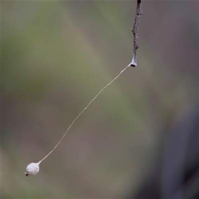 Ariamnes sp. (genus) (A whip spider) at Bruce, ACT - 30 Sep 2025 by Hejor1