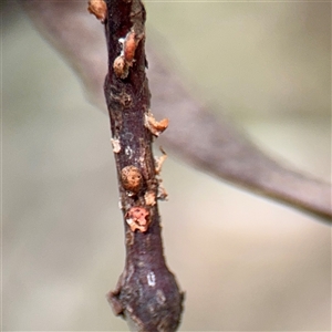 Eriococcus coriaceus (Gumtree Scale) at Bruce, ACT - 30 Sep 2025 by Hejor1