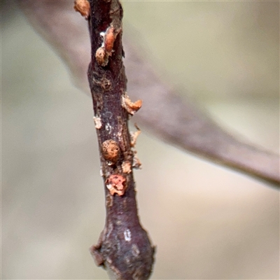 Eriococcus coriaceus (Gumtree Scale) at Bruce, ACT - 30 Sep 2025 by Hejor1