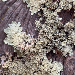 Flavoparmelia rutidota at Bruce, ACT - 30 Sep 2025 by Hejor1