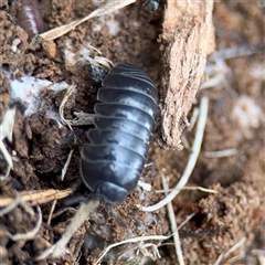Armadillidium vulgare (Slater bug, woodlouse, pill bug, roley poley) at Bruce, ACT - 30 Sep 2025 by Hejor1
