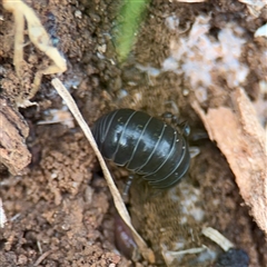 Armadillidium vulgare at Bruce, ACT - 30 Sep 2025 03:52 PM