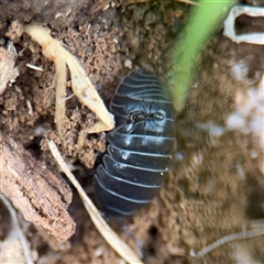 Armadillidium vulgare at Bruce, ACT - 30 Sep 2025 03:52 PM