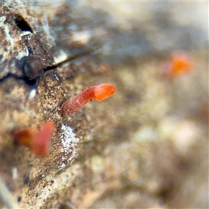 Dacrymyceteae Family at Bruce, ACT - 30 Sep 2025 by Hejor1