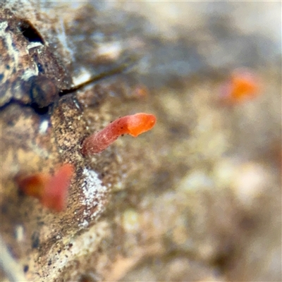 Dacrymyceteae Family at Bruce, ACT - 30 Sep 2025 by Hejor1