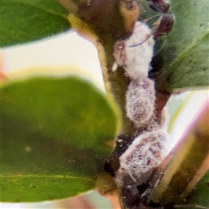 Monophlebulus sp. (genus) (Giant Snowball Mealybug) at Bruce, ACT - 30 Sep 2025 by Hejor1