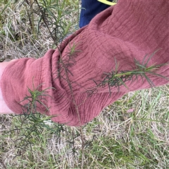 Cassinia quinquefaria (Rosemary Cassinia) at Bruce, ACT - 30 Sep 2025 by Hejor1