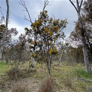 Acacia (genus) at Bruce, ACT - 30 Sep 2025 by Hejor1