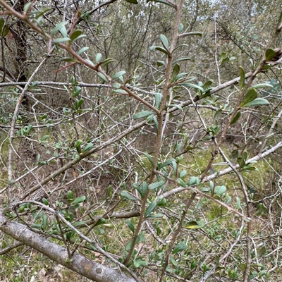 Bursaria spinosa (Native Blackthorn, Sweet Bursaria) at Bruce, ACT - 30 Sep 2025 by Hejor1