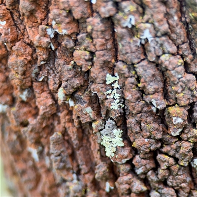 Flavoparmelia sp. at Bruce, ACT - 30 Sep 2025 by Hejor1