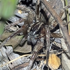 Miturga sp. (genus) (Unidentified False wolf spider) at The Pilliga, NSW - 30 Sep 2025 by HelenCross