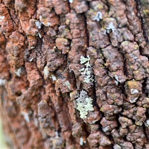 Lichen - crustose at Bruce, ACT - 30 Sep 2025 by Hejor1