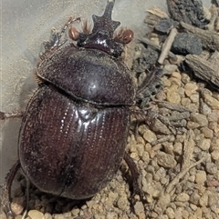 Elephastomus sp. (genus) (Unidentified Elephastomus scarab) by HelenCross