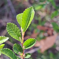 Ulmus parvifolia at Hackett, ACT - 29 Sep 2025 by abread111