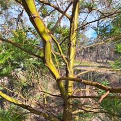 Acacia decurrens at Hackett, ACT - 28 Sep 2025 by abread111