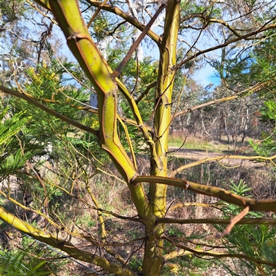 Acacia decurrens at Hackett, ACT - 28 Sep 2025 by abread111