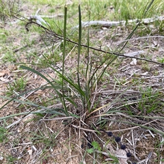 Lomandra multiflora at Bruce, ACT - 30 Sep 2025 by Hejor1