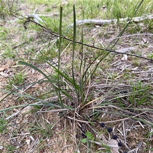Lomandra multiflora at Bruce, ACT - 30 Sep 2025 by Hejor1