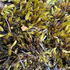Barbula sp. at Bruce, ACT - 30 Sep 2025 by Hejor1