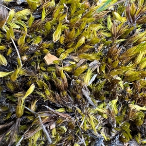 Barbula sp. at Bruce, ACT - 30 Sep 2025 by Hejor1