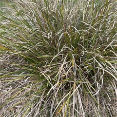 Lomandra longifolia at Bruce, ACT - 30 Sep 2025 by Hejor1