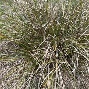 Lomandra longifolia at Bruce, ACT - 30 Sep 2025 by Hejor1