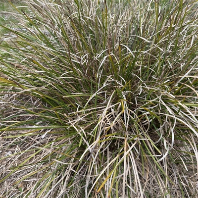 Lomandra longifolia at Bruce, ACT - 30 Sep 2025 by Hejor1