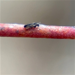 Chironomidae (family) (Non-biting Midge) at Bruce, ACT - 30 Sep 2025 by Hejor1