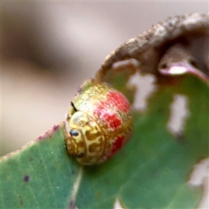 Paropsisterna fastidiosa (Eucalyptus leaf beetle) at Bruce, ACT - 30 Sep 2025 by Hejor1