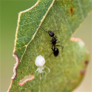 Glycaspis sp. (genus) (Unidentified sugary lerp) at Bruce, ACT - 30 Sep 2025 by Hejor1