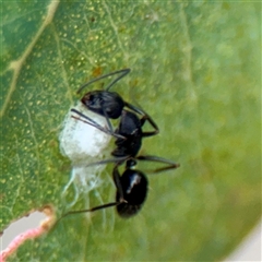 Camponotus sp. (genus) (A sugar ant) at Bruce, ACT - 30 Sep 2025 by Hejor1