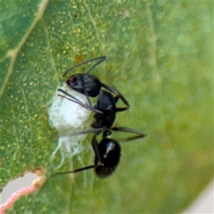 Camponotus sp. (genus) (A sugar ant) at Bruce, ACT - 30 Sep 2025 by Hejor1