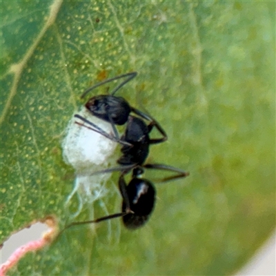 Camponotus sp. (genus) (A sugar ant) at Bruce, ACT - 30 Sep 2025 by Hejor1