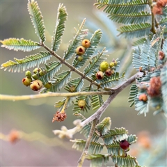 Austroacacidiplosis botrycephalae (A Gall Midge) at Bruce, ACT - 30 Sep 2025 by Hejor1