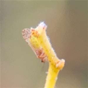Acizzia acaciaebaileyanae (Cootamundra Wattle Psyllid) at Bruce, ACT - 30 Sep 2025 by Hejor1