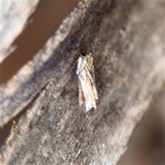 Psychidae (family) IMMATURE (Unidentified case moth or bagworm) at Bruce, ACT - 30 Sep 2025 by Hejor1