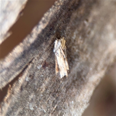 Psychidae (family) IMMATURE (Unidentified case moth or bagworm) at Bruce, ACT - 30 Sep 2025 by Hejor1