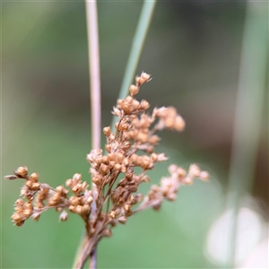 Juncus usitatus at Bruce, ACT - 30 Sep 2025 by Hejor1
