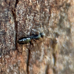 Camponotus sp. (genus) (A sugar ant) at Bruce, ACT - 30 Sep 2025 by Hejor1