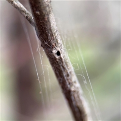 Segestriidae sp (family) (Tube Dwelling Spider) at Bruce, ACT - 30 Sep 2025 by Hejor1