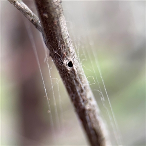 Segestriidae sp (family) (Tube Dwelling Spider) at Bruce, ACT - 30 Sep 2025 by Hejor1