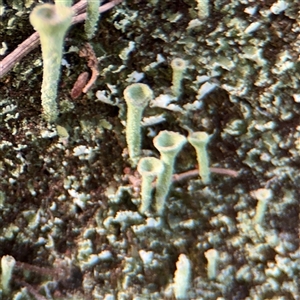 Cladonia fimbriata at Bruce, ACT - 30 Sep 2025 by Hejor1