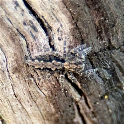 Clynotis severus (Stern Jumping Spider) at Bruce, ACT - 30 Sep 2025 by Hejor1