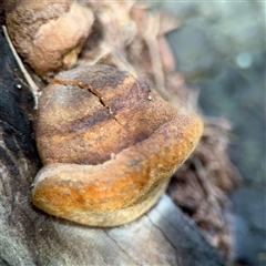 Phellinus sp. (non-resupinate) (A polypore) at Bruce, ACT - 30 Sep 2025 by Hejor1